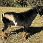 Primrose Hill LAS ComeSailAway 10-25 Primrose Hill LAS ComeSailAway 10-25