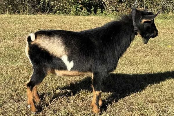 Primrose Hill LAS ComeSailAway 10-25 Primrose Hill LAS ComeSailAway 10-25