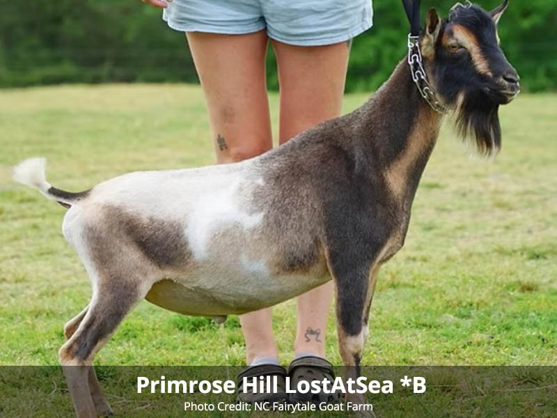 Primrose Hill LostAtSea *B pc: NC Fairytale Primrose Hill LostAtSea *B pc: NC Fairytale