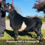 Primrose Hill U Cullasaja B web pc Primrose Hill