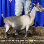SG Sugar Moon RB Faith 3*M 4*D VEEE 91 Elite Top 10 pc Cades Lil Farm SG Sugar Moon RB Faith 3*M 4*D VEEE 91 Elite Top 10 pc Cades Lil Farm