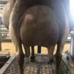 SG Sugar Moon RB Faith 3*M 4*D VEEE 91 Elite Top 10 pc Cades Lil Farm SG Sugar Moon RB Faith 3*M 4*D VEEE 91 Elite Top 10 pc Cades Lil Farm