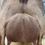 SGCH FARM OLDESOUTH BLU HOT PASSION 3*M 3*D VEEE 92 PC Primrose Hill SGCH FARM OLDESOUTH BLU HOT PASSION 3*M 3*D VEEE 92 PC Primrose Hill