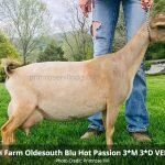 SGCH FARM OLDESOUTH BLU HOT PASSION 3*M 3*D VEEE 92 PC Primrose Hill SGCH FARM OLDESOUTH BLU HOT PASSION 3*M 3*D VEEE 92 PC Primrose Hill