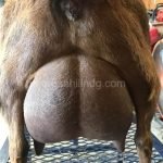 SGCH Oldesouth Blue Amber 2*M 2*D VEEE 90 PC Primrose Hill SGCH Oldesouth Blue Amber 2*M 2*D VEEE 90 PC Primrose Hill