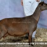 SGCH Oldesouth Blue Amber 2*M 2*D VEEE 90 PC Terry Babb SGCH Oldesouth Blue Amber 2*M 2*D VEEE 90 PC Terry Babb