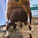 SGCH Sunnydale Farm ZM Faith 4*M VEEE 91 pc Primrose Hill SGCH Sunnydale Farm ZM Faith 4*M VEEE 91 pc Primrose Hill