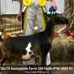 SGCH Sunnydale Farm ZM Faith 4*M VEEE 91 pc Primrose Hill SGCH Sunnydale Farm ZM Faith 4*M VEEE 91 pc Primrose Hill
