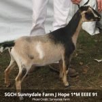 Sunnydale Farm J Hope 1*M EEEE 91 pc Sunnydale Farm Sunnydale Farm J Hope 1*M EEEE 91 pc Sunnydale Farm