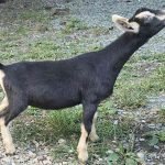 A Little Funny Farm Meritage 2025