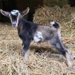 A Little Funny Farm Tito 2days 2025