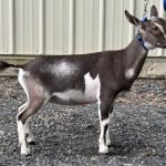 Goats@Grace Hill S Ashla 08/2025 Goats@Grace Hill S Ashla 08/2025