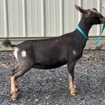 Goats@Grace Hill S Cara Dune 08/2025 Goats@Grace Hill S Cara Dune 08/2025