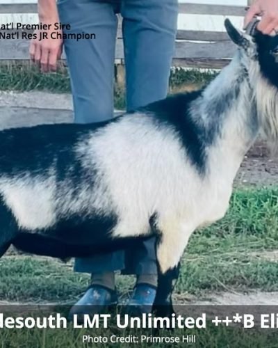 Farm Oldesouth LMT Unlimited ++*B Elite VEE 90 pc Primrose Hill Farm Oldesouth LMT Unlimited ++*B Elite VEE 90 pc Primrose Hill