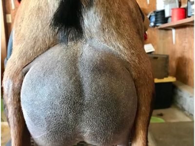 GCH Primrose Hill UHad Me AtHello 1*M VEEE 91 Udder pc Primrose Hill GCH Primrose Hill UHad Me AtHello 1*M VEEE 91 Udder pc Primrose Hill