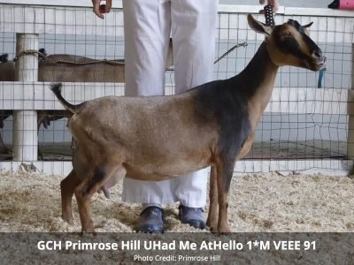 GCH Primrose Hill UHad Me AtHello 1*M VEEE 91 pc Primrose Hill GCH Primrose Hill UHad Me AtHello 1*M VEEE 91 pc Primrose Hill