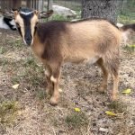 GOATS@GRACE HILL S His Glory GOATS@GRACE HILL S His Glory