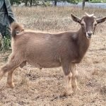 GOATS@GRACE HILL S Jedediah GOATS@GRACE HILL S Jedediah