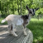 GOATS@GRACE HILL S CANNOLI GOATS@GRACE HILL S CANNOLI