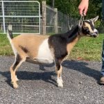 Goats@Grace Hill S Supergirl 09-22 pc Grace Hill Farm Goats@Grace Hill S Supergirl 09-22 pc Grace Hill Farm