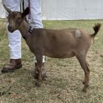 GOATS@GRACE HILL S MOXIE GOATS@GRACE HILL S MOXIE