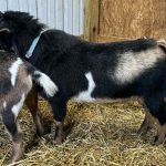 Primrose Hill LAS ComeSailAway *B pc Grace Hill Farm Primrose Hill LAS ComeSailAway *B pc Grace Hill Farm