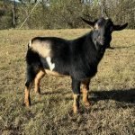 Primrose Hill LAS ComeSailAway *B pc Grace Hill Farm Primrose Hill LAS ComeSailAway *B pc Grace Hill Farm