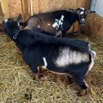 Primrose Hill LAS ComeSailAway *B pc Grace Hill Farm Primrose Hill LAS ComeSailAway *B pc Grace Hill Farm