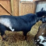 Primrose Hill LAS ComeSailAway *B pc Grace Hill Farm Primrose Hill LAS ComeSailAway *B pc Grace Hill Farm