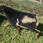 Primrose Hill LAS ComeSailAway *B pc Primrose Hill Primrose Hill LAS ComeSailAway *B pc Primrose Hill