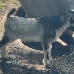 GOATS@GRACE HILL S TIN ROOF GOATS@GRACE HILL S TIN ROOF