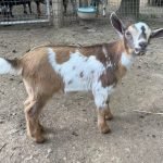 GOATS@GRACE HILL S MR WERTHERS GOATS@GRACE HILL S MR WERTHERS