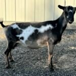 Better Wayz Kissimmee 4*M VEEE90 Better Wayz Kissimmee 4*M VEEE90