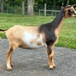 Goats@Grace Hill SO Juliet 07-26 PC Grace Hill Farm Goats@Grace Hill SO Juliet 07-26 PC Grace Hill Farm