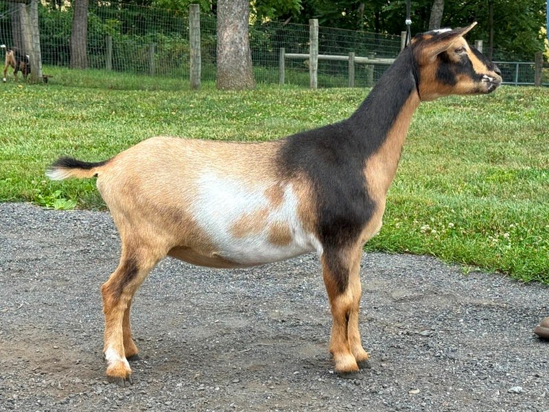 Goats@Grace Hill SO Juliet 07-26 PC Grace Hill Farm