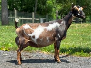 Better Wayz Kissimmee 4*M VEEE90 5F pc: Grace Hill Farm