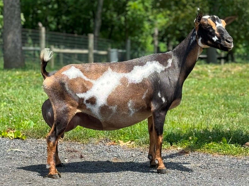 Better Wayz Kissimmee 4*M VEEE90 5F pc: Grace Hill Farm