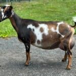 Better Wayz Kissimmee 4*M VEEE90 5F pc: Grace Hill Farm