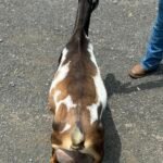 Better Wayz Kissimmee 4*M VEEE90 5F pc: Grace Hill Farm