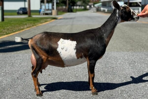 Goats@Grace Hill HS Lavazza FF 05-26 PC Grace Hill Farm