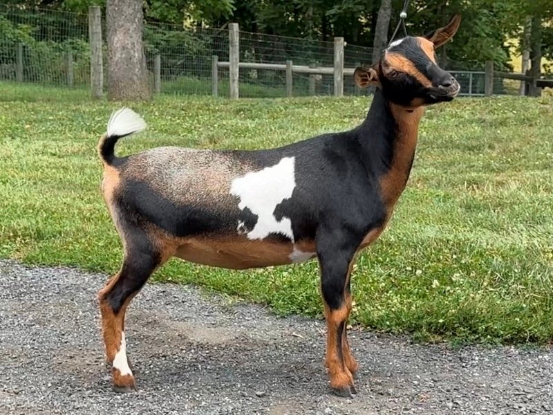 Goats@Grace Hill CS Macchiata 07-26 PC Grace Hill Farm
