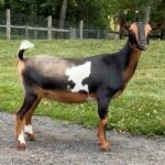 Goats@Grace Hill CS Macchiata 07-26 PC Grace Hill Farm