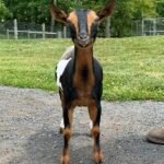 Goats@Grace Hill CS Macchiata 07-26 PC Grace Hill Farm