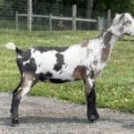 Goats@Grace Hill V Pizzelle 07-26 PC Grace Hill Farm