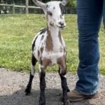 Goats@Grace Hill V Pizzelle 07-26 PC Grace Hill Farm