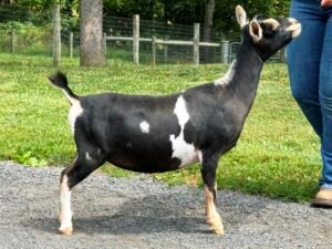 Goats@Grace Hill S Snips Dry Yearling PC Grace Hill Farm
