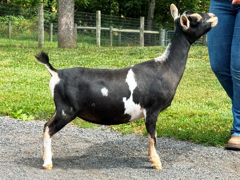 Goats@Grace Hill S Snips Dry Yearling PC Grace Hill Farm