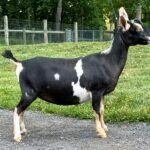 Goats@Grace Hill S Snips Dry Yearling PC Grace Hill Farm