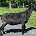 Goats@Grace Hill M Darth Vader PC Grace Hill Farm