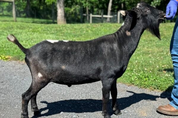 Goats@Grace Hill M Darth Vader PC Grace Hill Farm